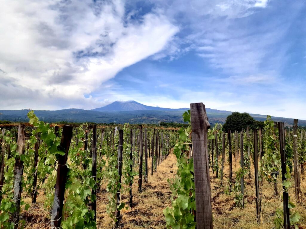 Vignobles près de l’Etna en Sicile