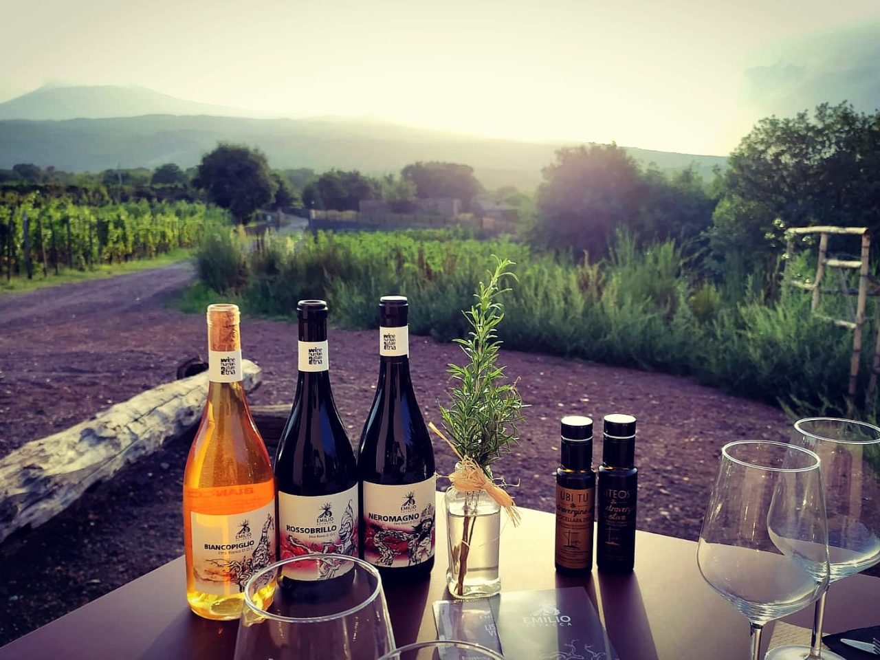 Dégustation de vin et célébration privée dans un vignoble sicilien